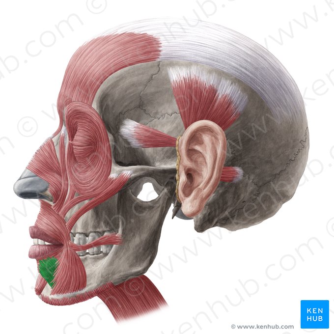 Músculo abaixador do lábio inferior (Musculus depressor labii inferioris); Imagem: Yousun Koh