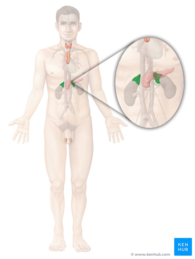 Nebenniere Anatomie Aufbau und Physiologie Kenhub