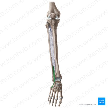 Músculo fibular terceiro (Musculus fibularis tertius); Imagem: Liene Znotina