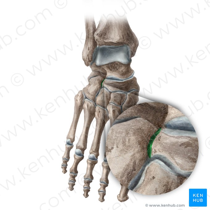 Articulación cubonavicular (Articularis cuboideonavicularis); Imagen: Liene Znotina