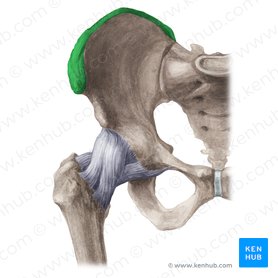Iliac crest: location, anatomy and fuction | Kenhub
