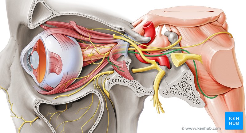 Abducens nerve - lateral-left view