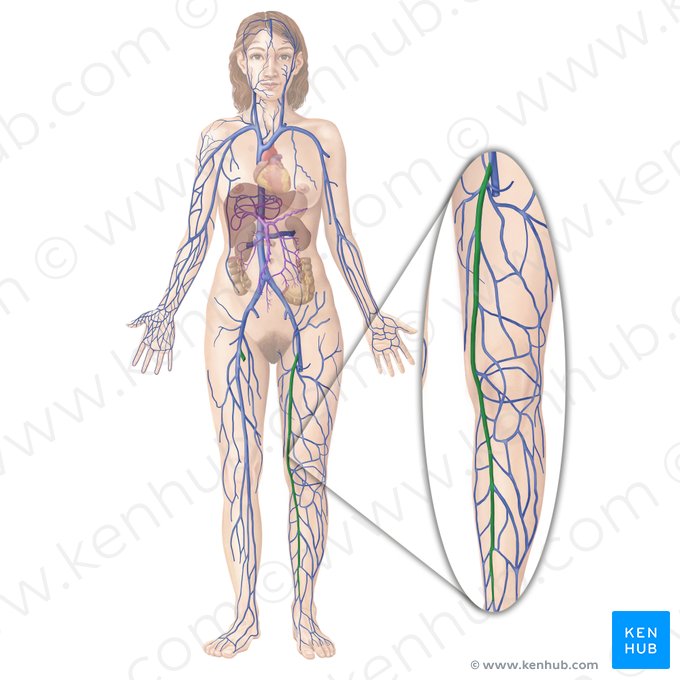 Great saphenous vein (Vena saphena magna); Image: Begoña Rodriguez