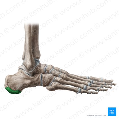 Calcaneal tuberosity (Tuber calcanei); Image: Liene Znotina