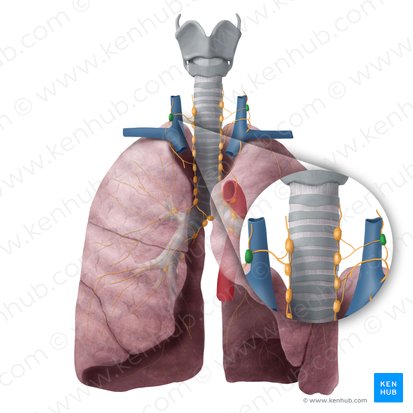 Deep cervical lymph nodes (Nodi lymphoidei cervicales profundi); Image: Begoña Rodriguez