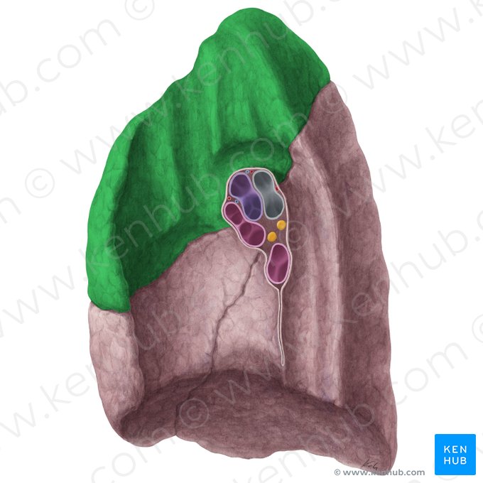 Superior lobe of right lung (Lobus superior pulmonis dextri); Image: Yousun Koh
