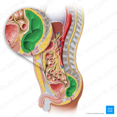 Reto (Rectum); Imagem: Paul Kim