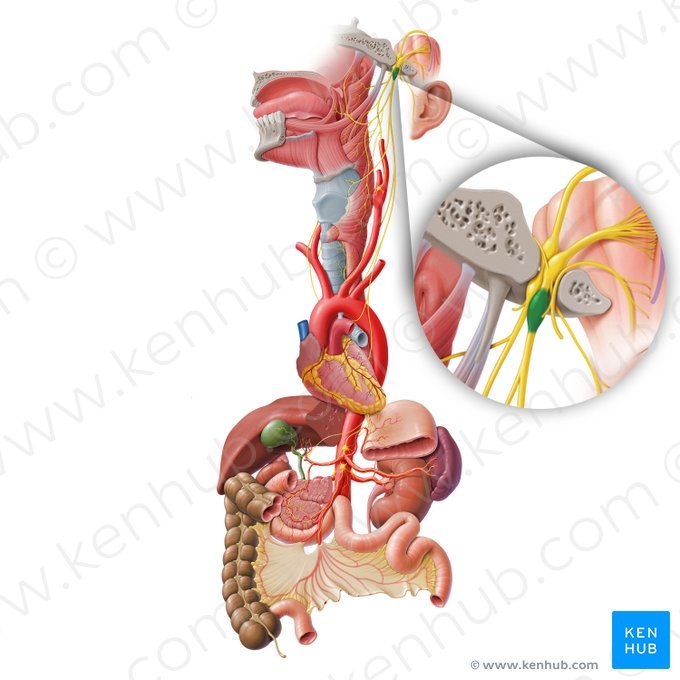 Ganglion inférieur du nerf vague (Ganglion inferius nervi vagi); Image : Paul Kim