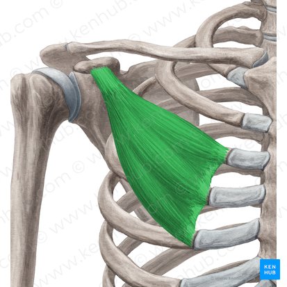 Músculo pectoral menor (Musculus pectoralis minor); Imagen: Yousun Koh