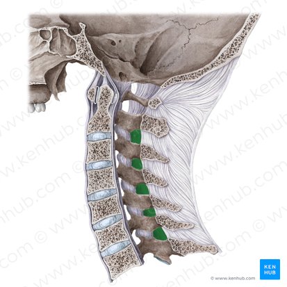 Joints and ligaments of the vertebral column: Anatomy and