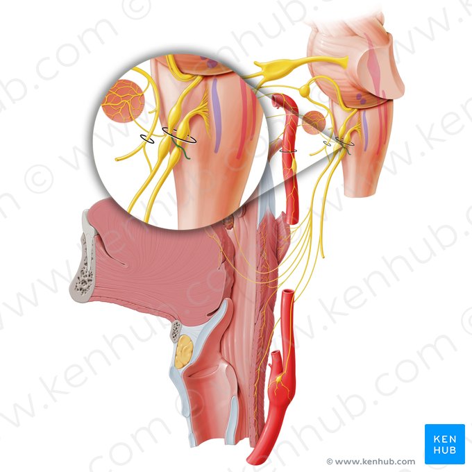 Communicating branch of glossopharyngeal nerve with auricular branch of vagus nerve (Ramus communicans vagoauricularis nervi glossopharyngei); Image: Paul Kim