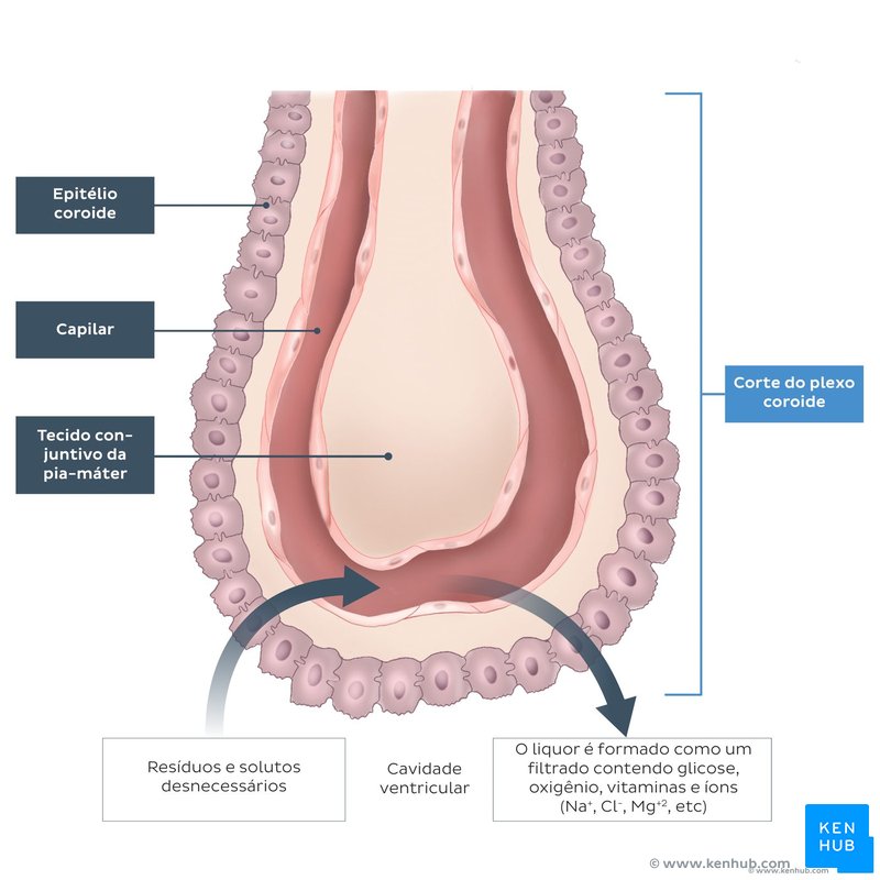 Choroid plexus