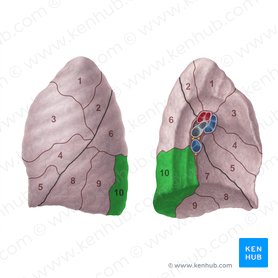 Posterior basal segment of left lung (Segmentum basale posterius pulmonis sinistri); Image: Paul Kim