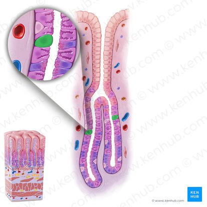 Cellula staminalis gastrointestinalis (Magen-Darm-Stammzelle); Bild: Paul Kim