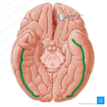 Surco occipitotemporal (Sulcus occipitotemporalis); Imagen: Paul Kim