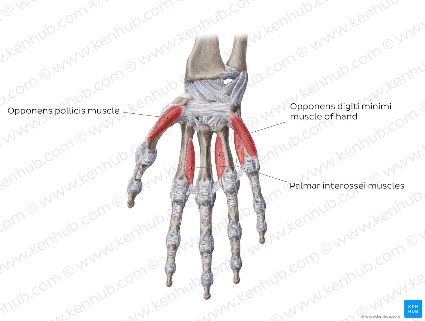 Muscles of the hand: deepest muscles