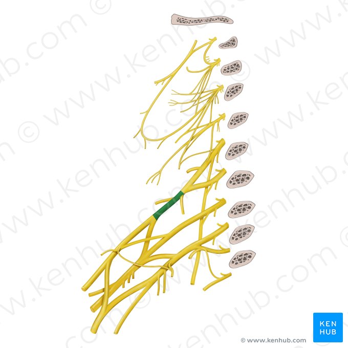 Superior trunk of brachial plexus (Truncus superior plexus brachialis); Image: Begoña Rodriguez