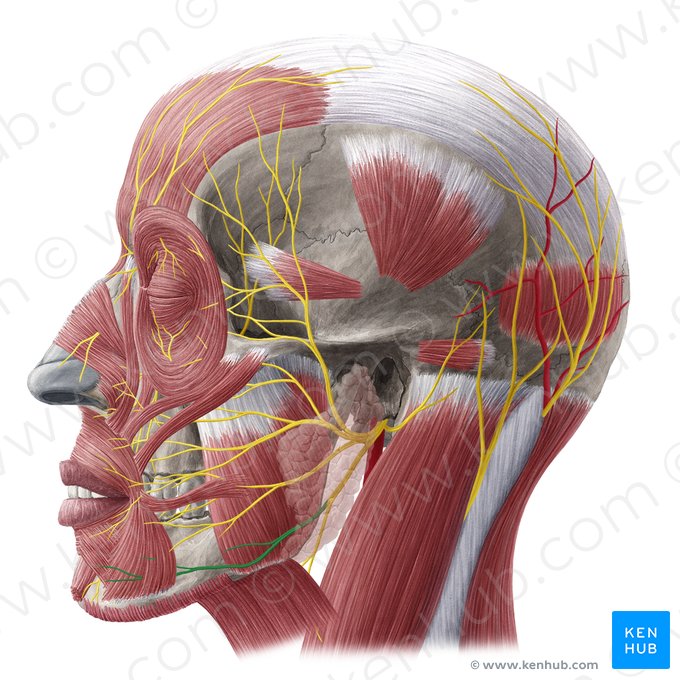 Ramo mandibular marginal do nervo facial (Ramus marginalis mandibulae nervi facialis); Imagem: Yousun Koh