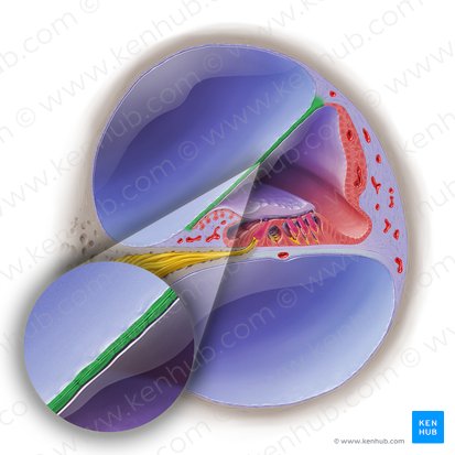 Membrane vestibulaire du canal cochléaire (Membrana vestibularis ductus cochlearis); Image : Paul Kim