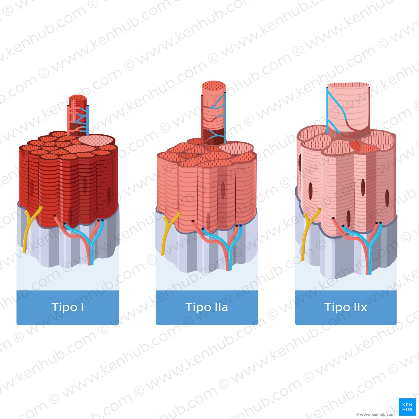 Three types of skeletal muscle fibers