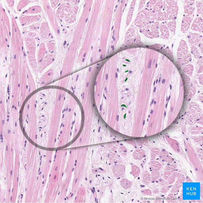 Núcleo del fibroblasto (Nucleus fibroblasti); Imagen: 