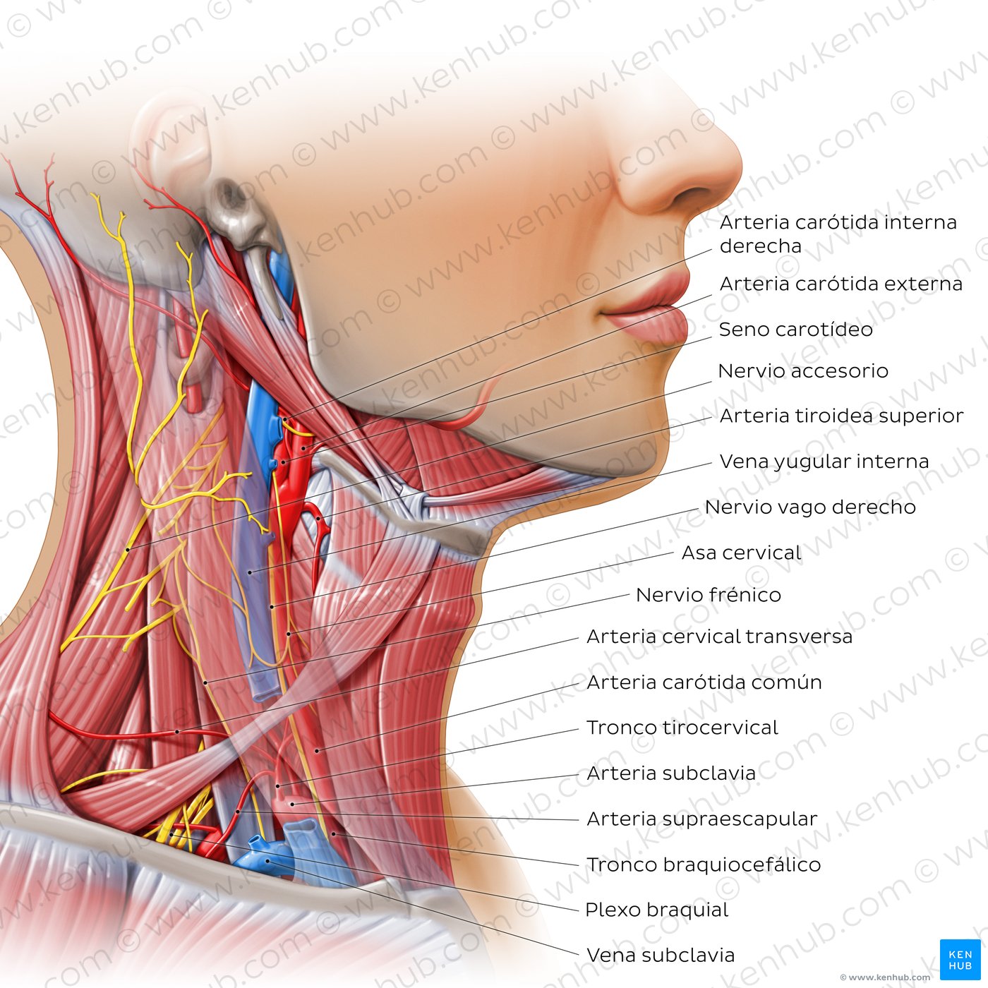 Inserciones y relaciones del músculo estilohioideo - Triángulos del cuello (neurovascularización)