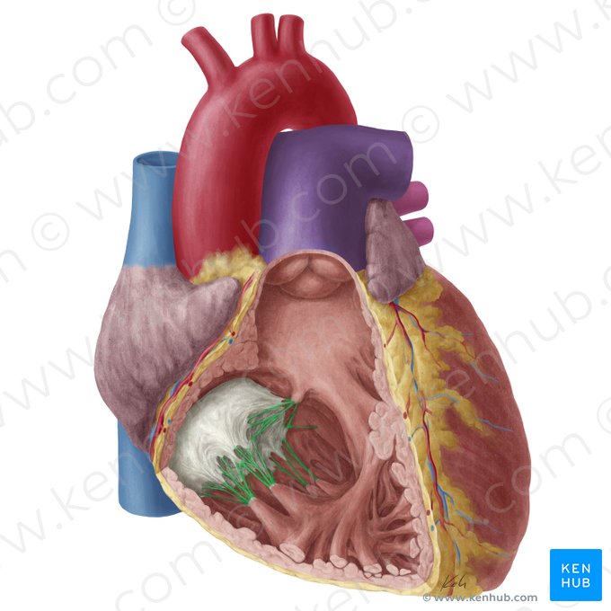 Cuerdas tendinosas de la valva atrioventricular derecha (Chordae tendineae valvae atrioventricularis dextrae); Imagen: Yousun Koh