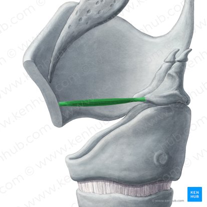 Músculo vocal (Musculus vocalis); Imagem: Yousun Koh