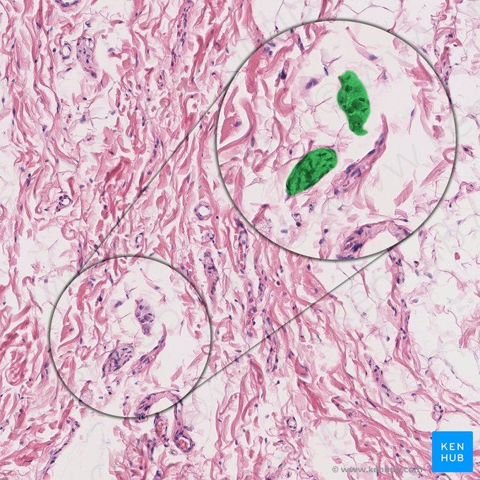 Plexus nervosus submucosus (Meissner-Plexus); Bild: 