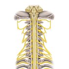 Coluna vertebral e nervos espinhais