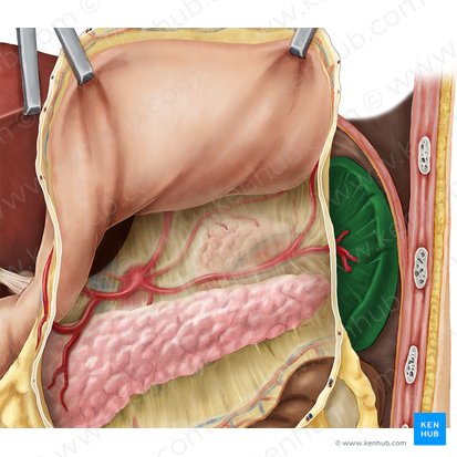 Splen (Milz); Bild: National Library of Medicine