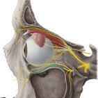 Infraorbital nerve