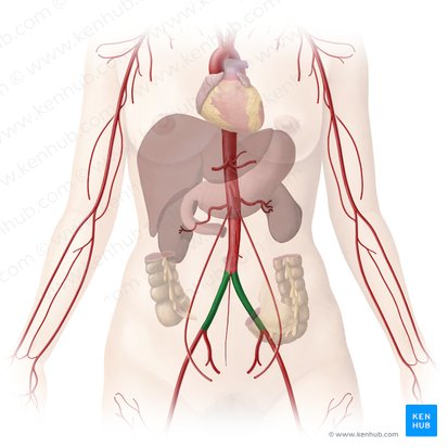Common iliac artery (Arteria iliaca communis); Image: Begoña Rodriguez