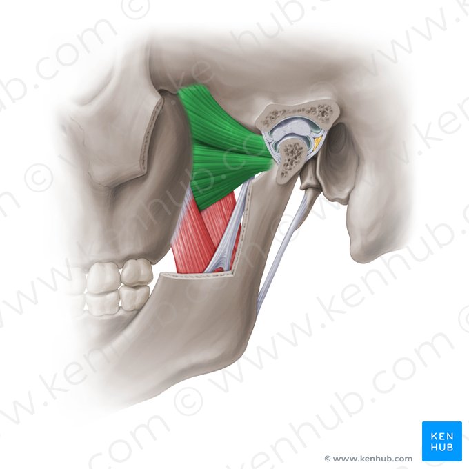 Musculus pterygoideus lateralis (Äußerer Flügelmuskel); Bild: Paul Kim