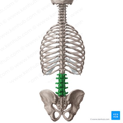 Vértebra lombar (Vertebrae lumbales); Imagem: Yousun Koh