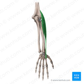 Extensor carpi radialis longus muscle (Musculus extensor carpi radialis longus); Image: Yousun Koh