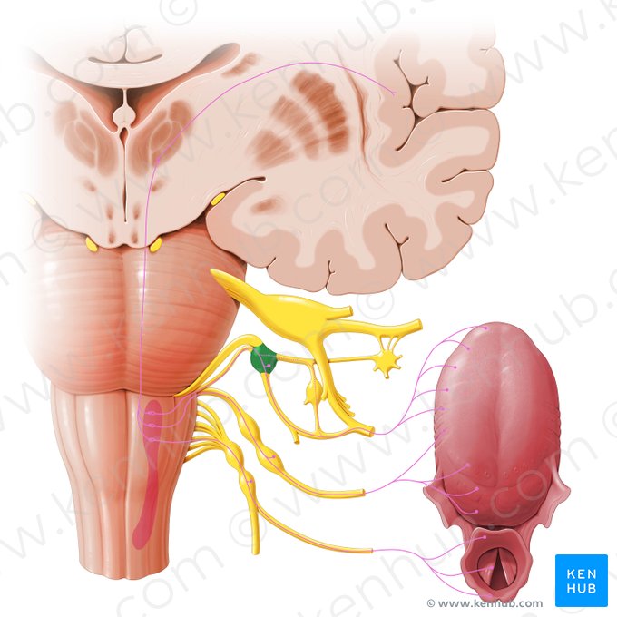 Ganglio geniculado (Ganglion geniculi); Imagen: Paul Kim