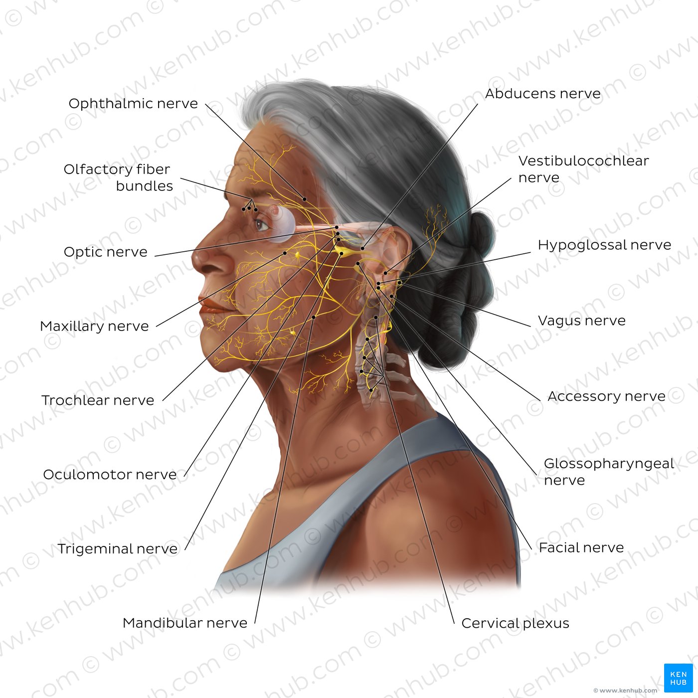Overview image of the main nerves of the head and neck