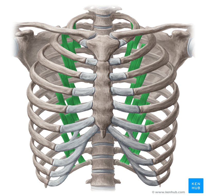 Subcostal muscles (Musculi subcostales)