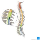 Conus medullaris (medullary cone) and cauda equina