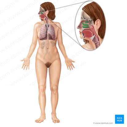 Nasal conchae (Conchae nasales); Image: Begoña Rodriguez