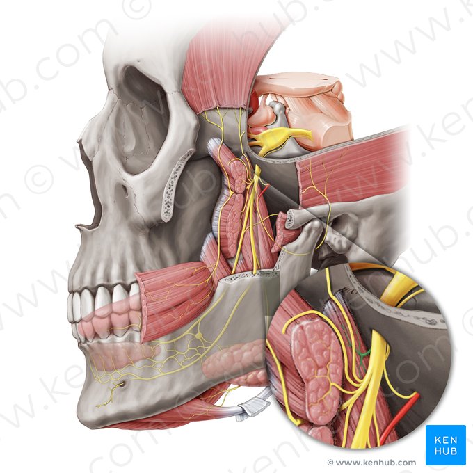 Nervo para o músculo pterigóideo medial (Nervus pterygoideus medialis); Imagem: Paul Kim