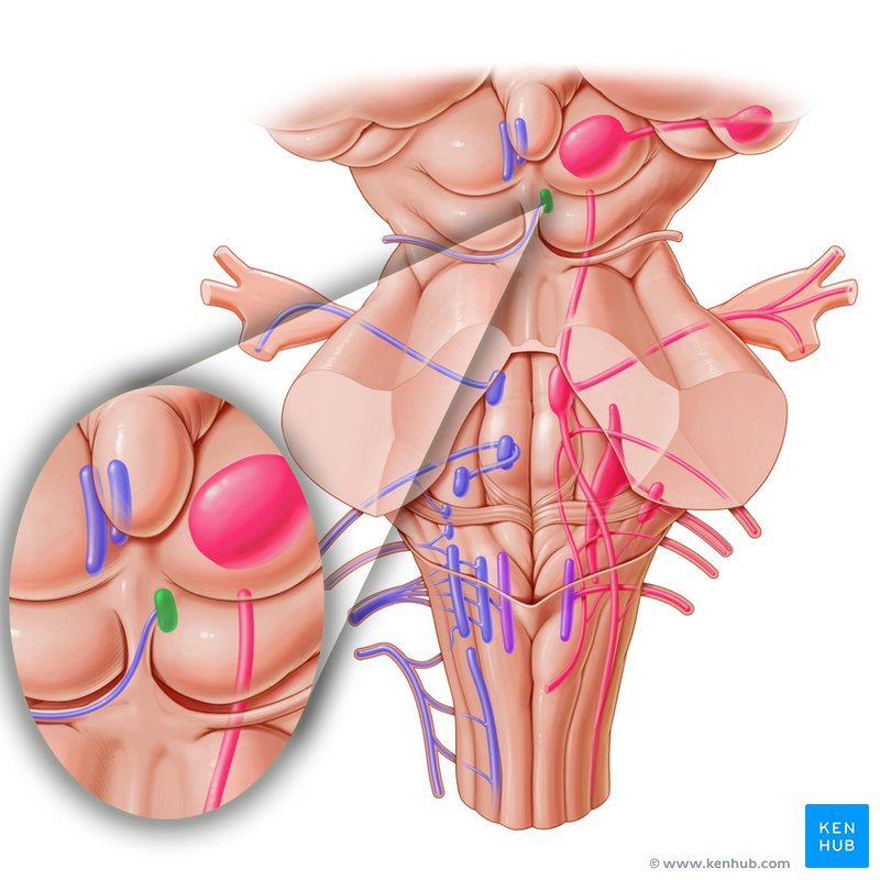 Trochlear nucleus - dorsal view