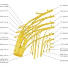 Sacral plexus