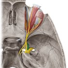 Maxillary branch of the trigeminal nerve