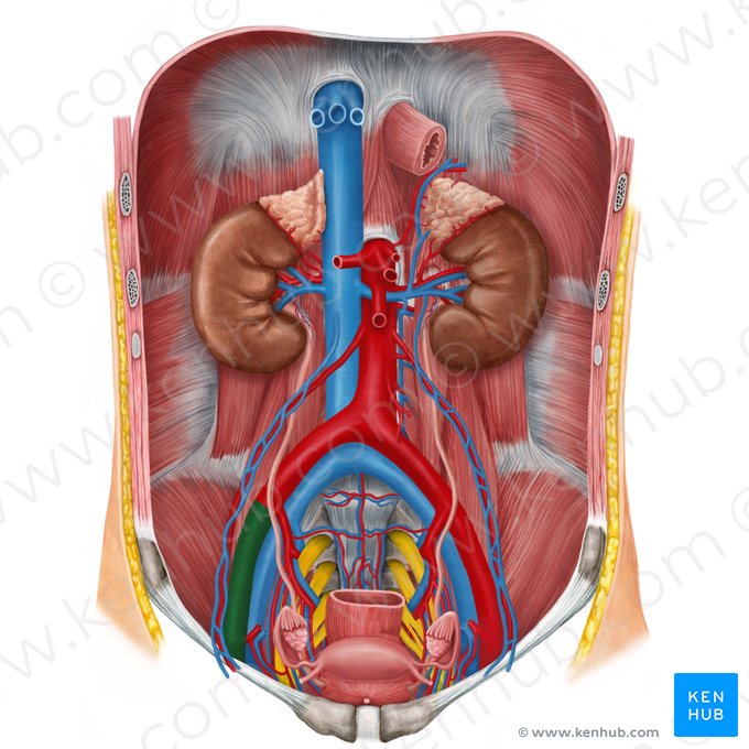 Arteria iliaca externa dextra (Rechte äußere Beckenarterie); Bild: Irina Münstermann