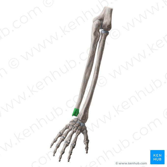 Cabeza de la ulna (Caput ulnae); Imagen: Yousun Koh