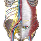 Iliohypogastric nerve