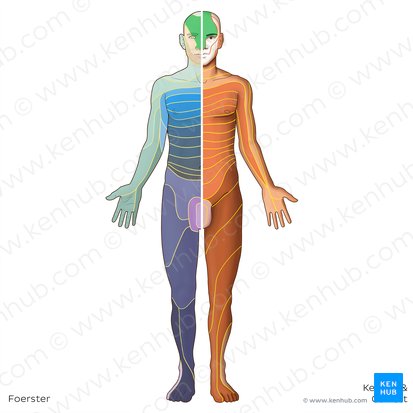 Dermatome V1 (Dermatoma V1); Image : Irina Münstermann