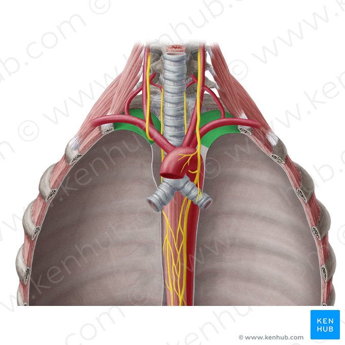 Cervical part of parietal pleura (Pars cervicalis pleurae parietalis); Image: Yousun Koh